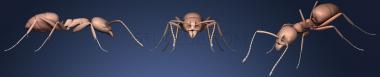 3D модель Жуки-насекомые 141 (STL)